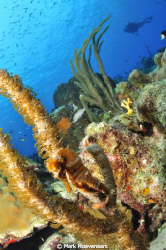 Seahorse and Diver. Carl's Hill, Bonaire. Nikon D90 w/ To... by Mark Hoevenaars 